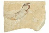 Cretaceous Fossil Fish - Lebanon #251384-1